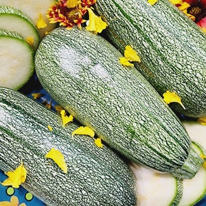 Grey Zucchini Seeds - Heirloom Non-GMO Summer Squash | High-Yield Garden Vegetable | Fast-Growing & Delicious