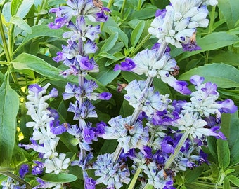 Blue Sage Salvia Native Wildflower Heirloom Seeds For Pollinators & Bees