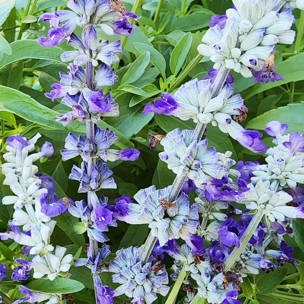 Blue Sage Salvia Native Wildflower Heirloom Seeds For Pollinators & Bees