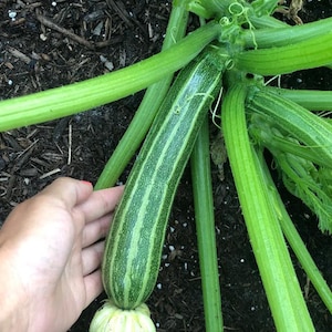 Cocozelle Italian Heirloom Zucchini Summer Squash Vegetable Seeds