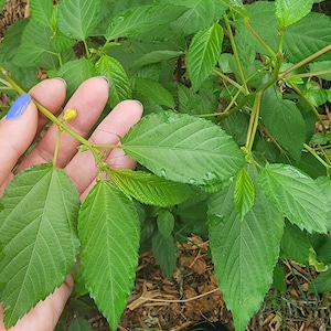 Molokhia Egyptian Spinach Greens Heirloom Vegetable Seeds