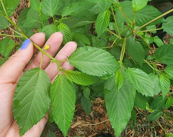 Molokhia Egyptian Spinach Greens Heirloom Vegetable Seeds