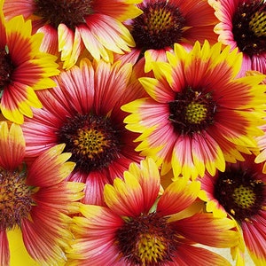 Indian Blanket Flower Gaillardia Heirloom Annual Orange Flower Seeds