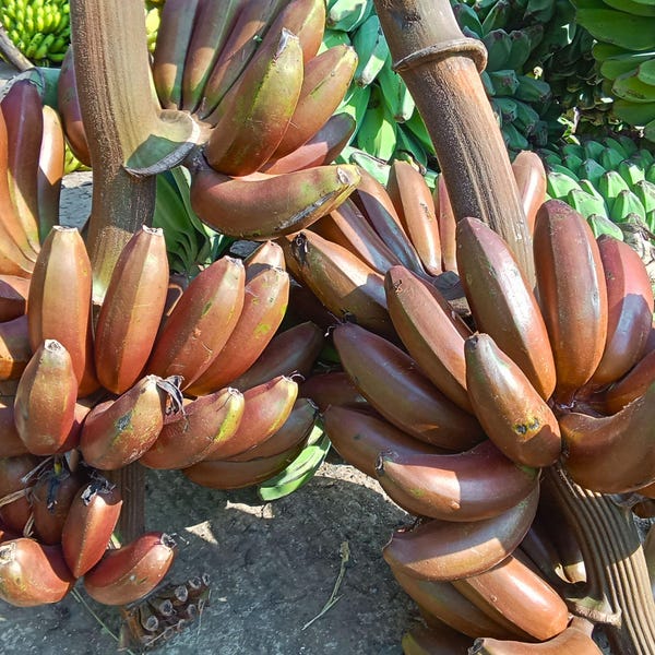 Red Cuban aka Red Dacca Banana Plant Starter – Sweet Creamy Red Bananas