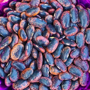 Scarlet Runner Bean Seeds - Heirloom Climbing Bean with Red Flowers that Attracts Pollinators