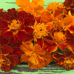 Sparky French Marigold Mix Heirloom Flower Seeds