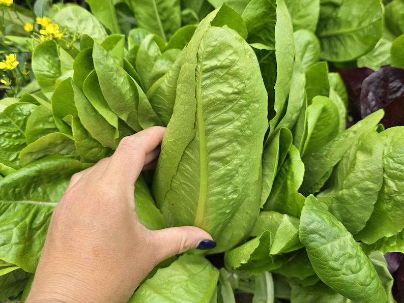 Little Caesar Romaine Lettuce Seeds - Thumbnail 2