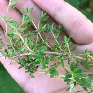 Thyme Herb Heirloom Seeds