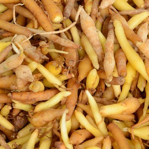 May include: A large collection of fingerroot rhizomes, characterized by their elongated, tapered shapes and smooth, light yellow to tan skin. The roots are densely packed together, displaying various shades of pale gold and light brown tones.