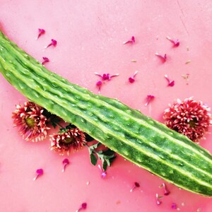 Suyo Long Asian Cucumber Heat Tolerant Heirloom Vegetable Seeds