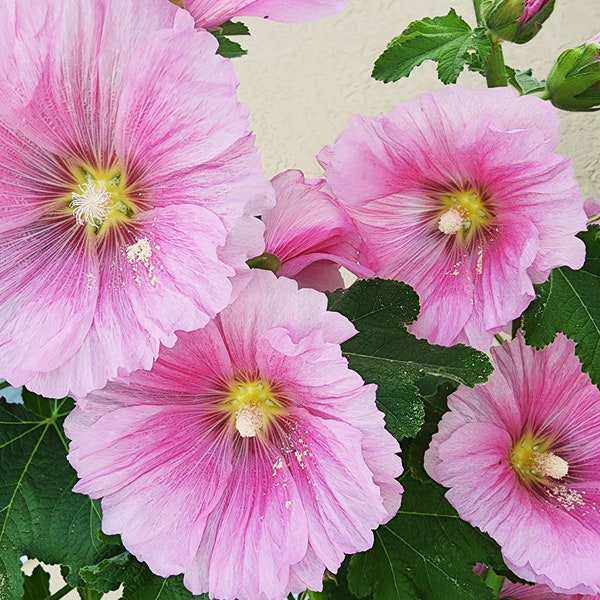 Hollyhock Mixed Colors Annual/Biennial Heirloom Flower Seeds