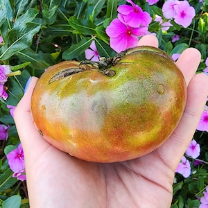 Cherokee Purple Beefsteak Heirloom Black Tomato Vegetable Seeds