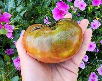 Cherokee Purple Beefsteak Heirloom Black Tomato Vegetable Seeds