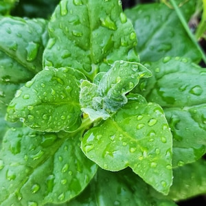 New Zealand Spinach Greens Heirloom Vegetable Seeds