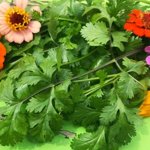 Leisure Splits Slow Bolt Cilantro Seeds - Culinary Herb Heirloom Garden Seeds