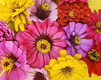 Könnte beinhalten: Nahaufnahme einer Vielzahl von bunten Blumen, darunter rosa, gelbe, rote und violette. Die Blumen sind in einem Kreis angeordnet, wobei die Mitte des Bildes eine leuchtend rosa Blume ist.