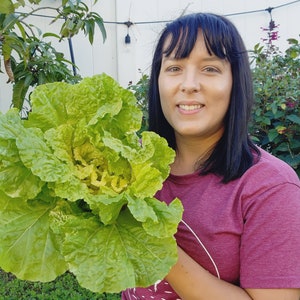 Kogane Golden/Green Napa Cabbage Heirloom Vegetable Seeds