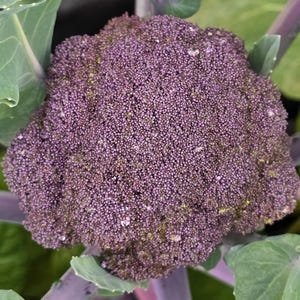 Early Purple Sprouting Broccoli Garden Seeds – Easy-To-Grow & Delicious Heirloom Broccoli