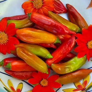 RARE Cap 455 Pepper Seeds - Tropical Sweet Pepper Heirloom Vegetable Seeds - Seed Grown in the USA
