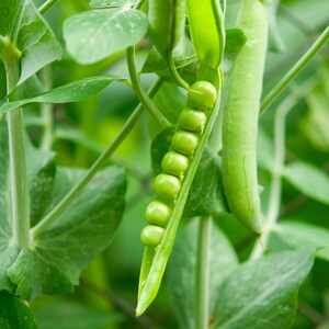 Alaska Dwarf Sweet Garden Pea Seeds – Cold Hardy & Compact Plants