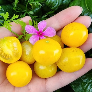 Galina Yellow Cherry Heirloom Tomato Vegetable Seeds