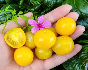Galina Yellow Cherry Heirloom Tomato Vegetable Seeds