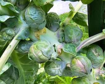 Catskill Brussels Sprouts Heirloom Vegetable Seeds