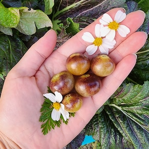 Blue Cream Berries Cherry Heirloom Tomato Vegetable Seeds