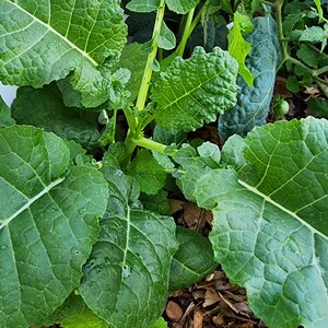 Ethiopian Kale Heirloom Vegetable Garden Seeds