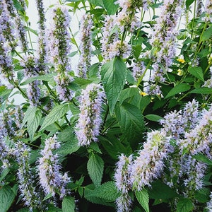 Agastache Korean Mint Perennial Heirloom Flower & Herb Seeds