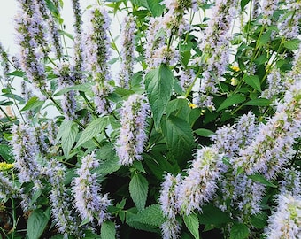 Agastache Korean Mint Perennial Heirloom Flower & Herb Seeds