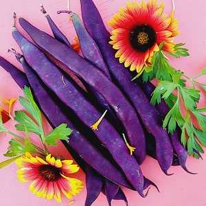 Purple Podded Pole Beans Heirloom Vegetable Seeds
