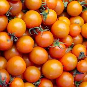 Sungold Hybrid Orange Cherry Tomato Seeds - One Of The Best Tasting Tomatoes