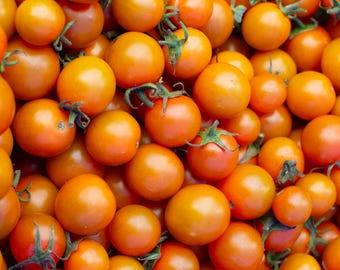 Sungold Hybrid Orange Cherry Tomato Seeds - One Of The Best Tasting Tomatoes
