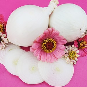 Early White Grano Sweet Short Day Onion Seeds Heirloom Yellow Sweet Onion Seeds
