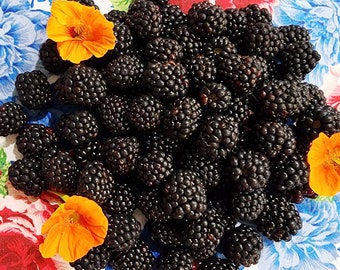 May include: A close-up image of a bowl filled with ripe blackberries. The blackberries are arranged in a random pattern and are surrounded by orange flowers.