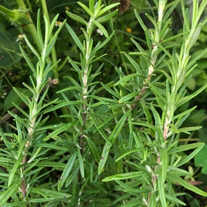 May include: Close-up of a rosemary plant with green leaves and stems. The plant is growing in a garden setting.