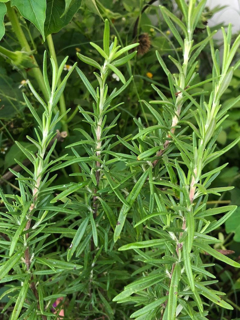 May include: Close-up of a rosemary plant with green leaves and stems. The plant is growing in a garden setting.