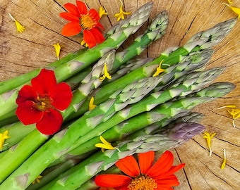UC 157 Hybrid Asparagus Seeds – High-Yield & Heat Tolerant Perennial Asparagus Vegetable Seeds
