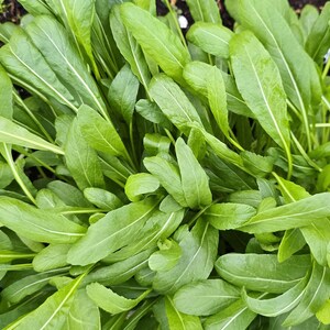 Mibuna Japanese Mustard Green Seeds – Mild, Tender & Fast-Growing!