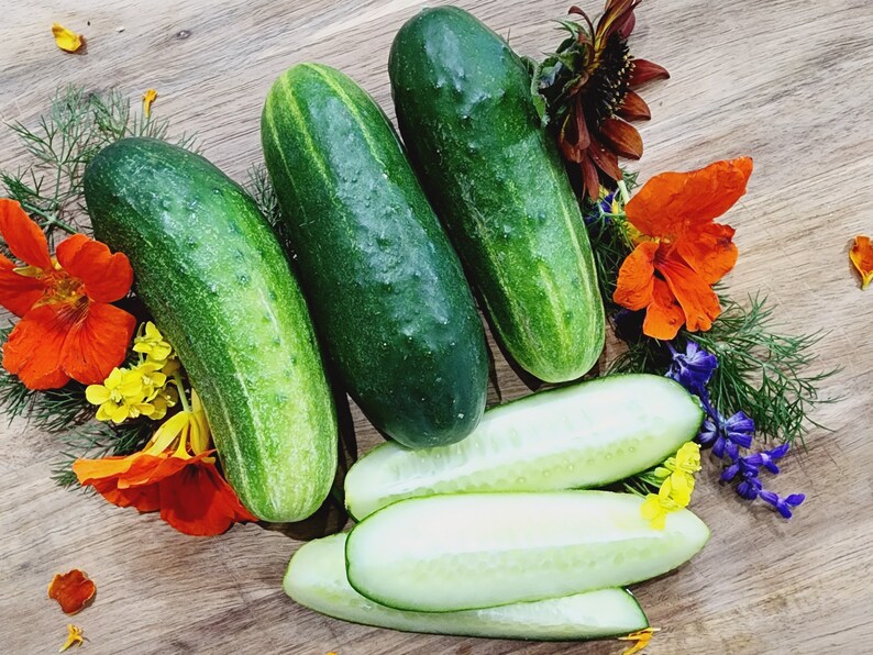 Jerra's Garden Wisconsin SMR 58 Pickling Cucumber Seeds - Thumbnail 2