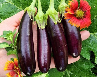 May include: Four dark purple eggplants with green stems are held in a hand, with a red and yellow flower and green leaves. The eggplants have a smooth, glossy surface. The image is taken in natural light, highlighting the fresh produce.