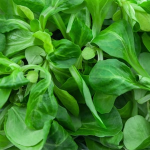 Dutch Corn Salad Seeds aka Mâche or Lamb’s Lettuce - Cold Tolerant Leafy Green Seeds