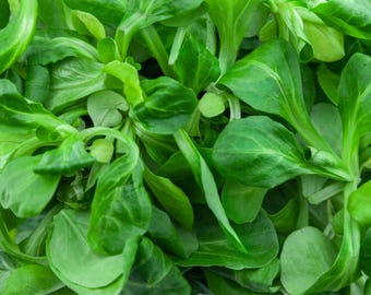 Dutch Corn Salad Seeds aka Mâche or Lamb’s Lettuce - Cold Tolerant Leafy Green Seeds