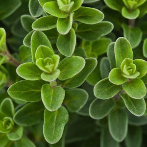 May include: Close-up of a vibrant green herb plant with small, delicate leaves. The plant has a lush, full appearance, showcasing the intricate details of its foliage.