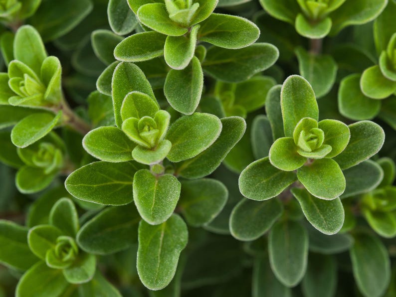 May include: Close-up of a vibrant green herb plant with small, delicate leaves. The plant has a lush, full appearance, showcasing the intricate details of its foliage.