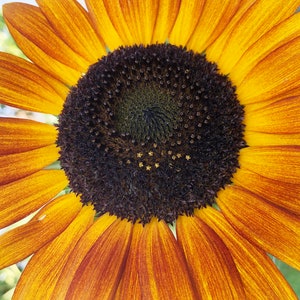 Autumn Beauty Sunflower Mixed Colors Annual Heirloom Flower Seeds (Orange, Yellow, Red)