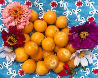Ground Cherry Seeds (Physalis pruinosa) | Sweet Garden Berry Seeds | Husk Cherry | Easy to Grow Heirloom