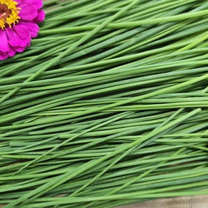 Common Chives Seeds - Culinary Heirloom Herb Garden Seeds