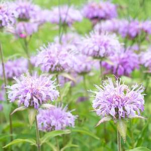 Wild Bergamot Seeds – Lavender Bee Balm for Pollinator Gardens